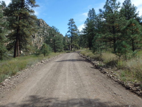 GDMBR: Heading north on NF-28, La Jolla Canyon, Gila NF, NM.